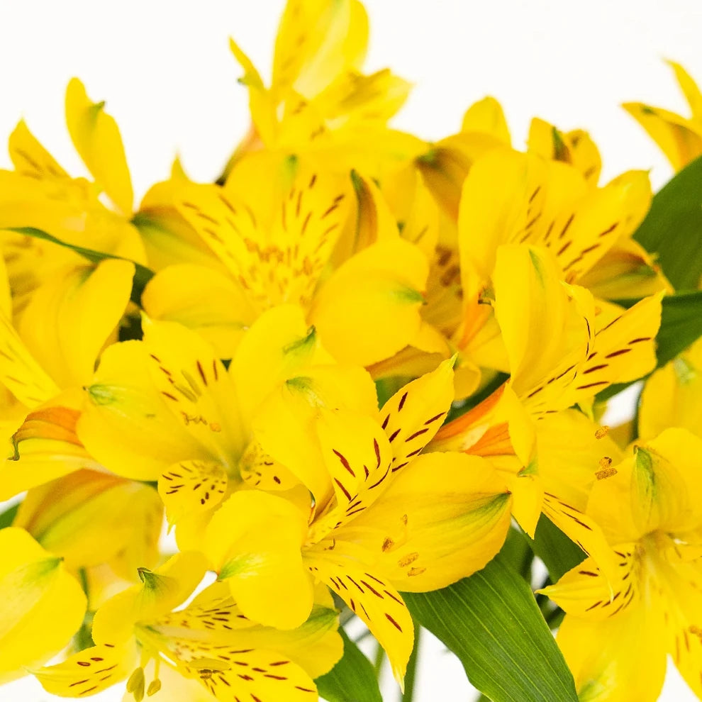 Yellow Alstroemeria - alternative 1