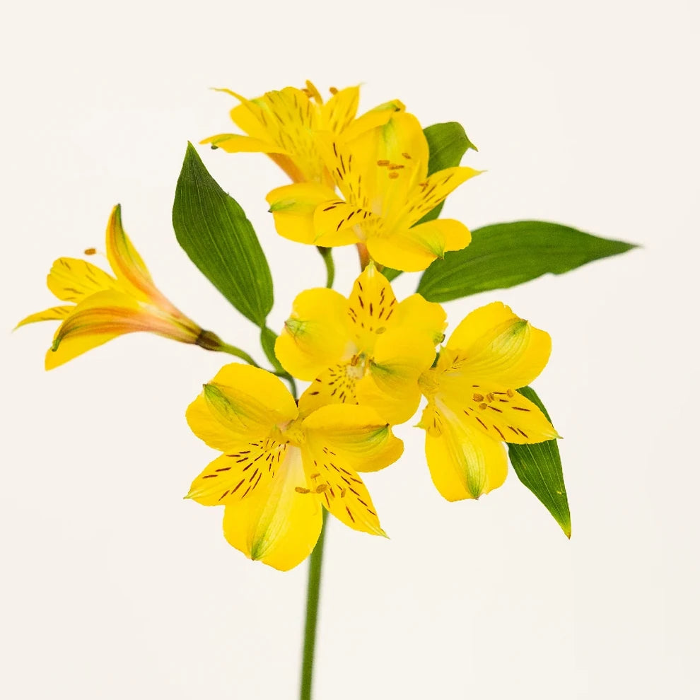 Yellow Alstroemeria - main