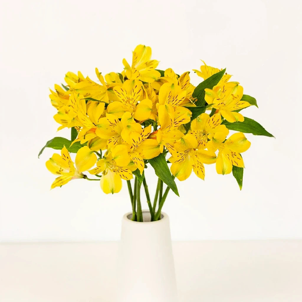 Yellow Alstroemeria - alternative 2