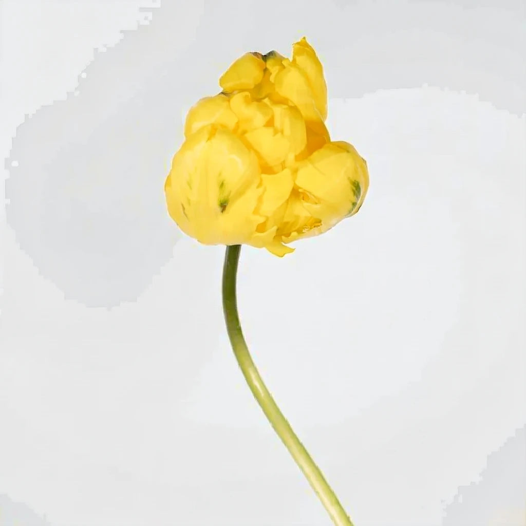 Yellow Tulips Parrot - main