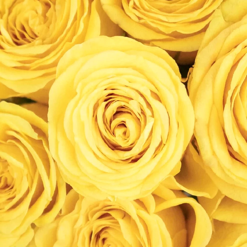 Yellow Roses Standard - main