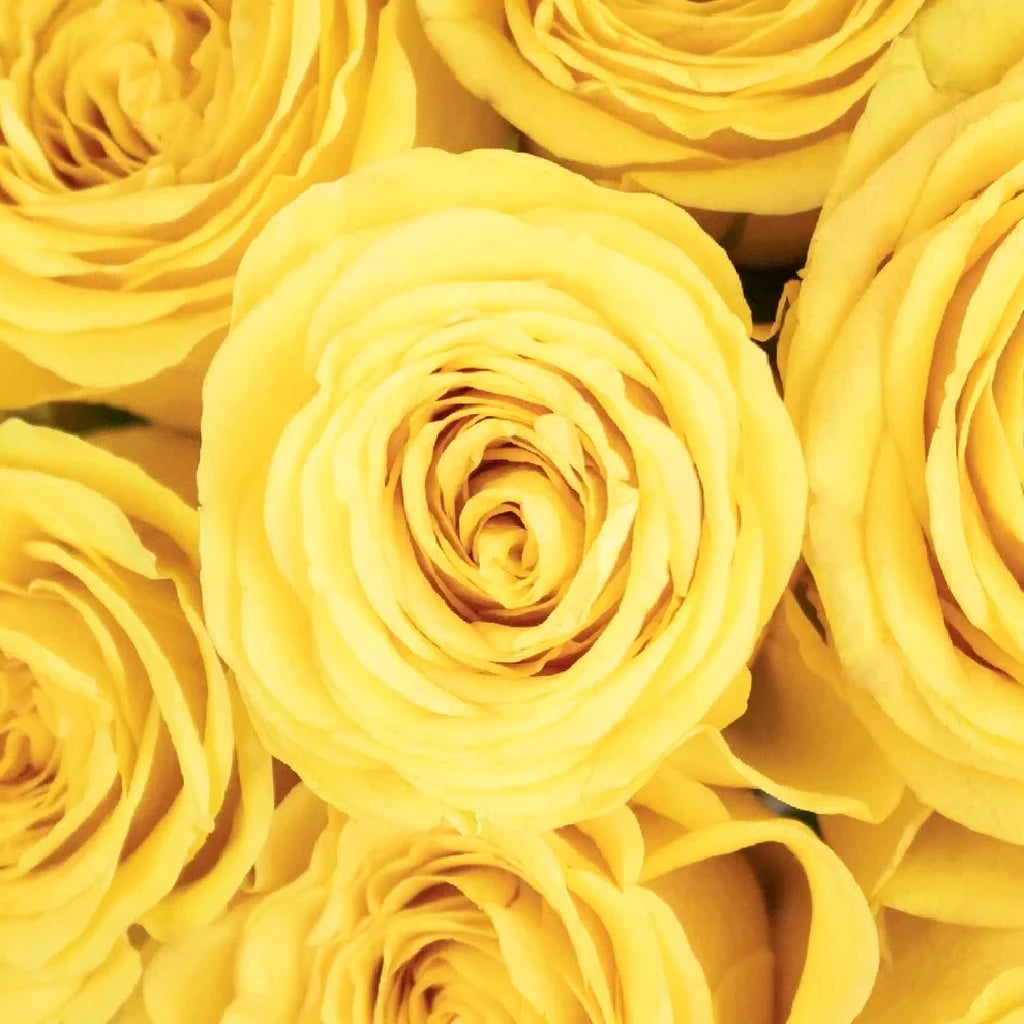 Yokohama Roses Standard - main