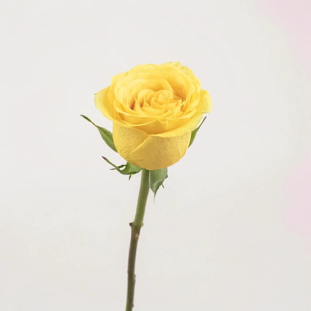 Yokohama Roses Standard - alternative 1