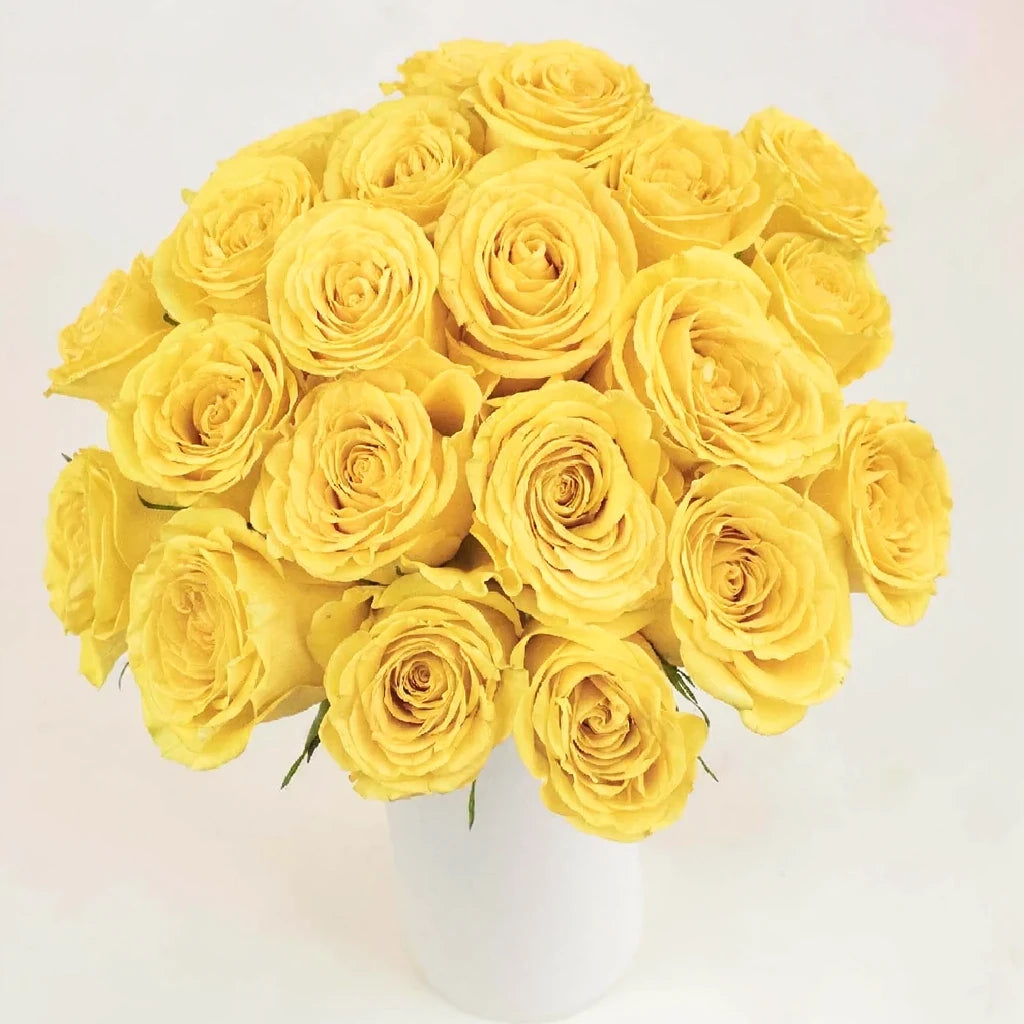 Yokohama Roses Standard - alternative 2