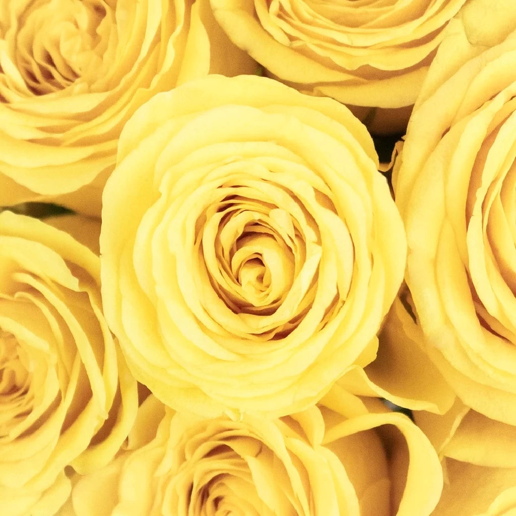 Canary Roses Standard - alternative 1