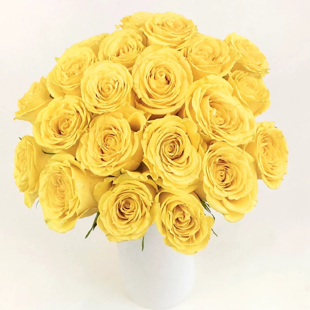 Canary Roses Standard - alternative 2