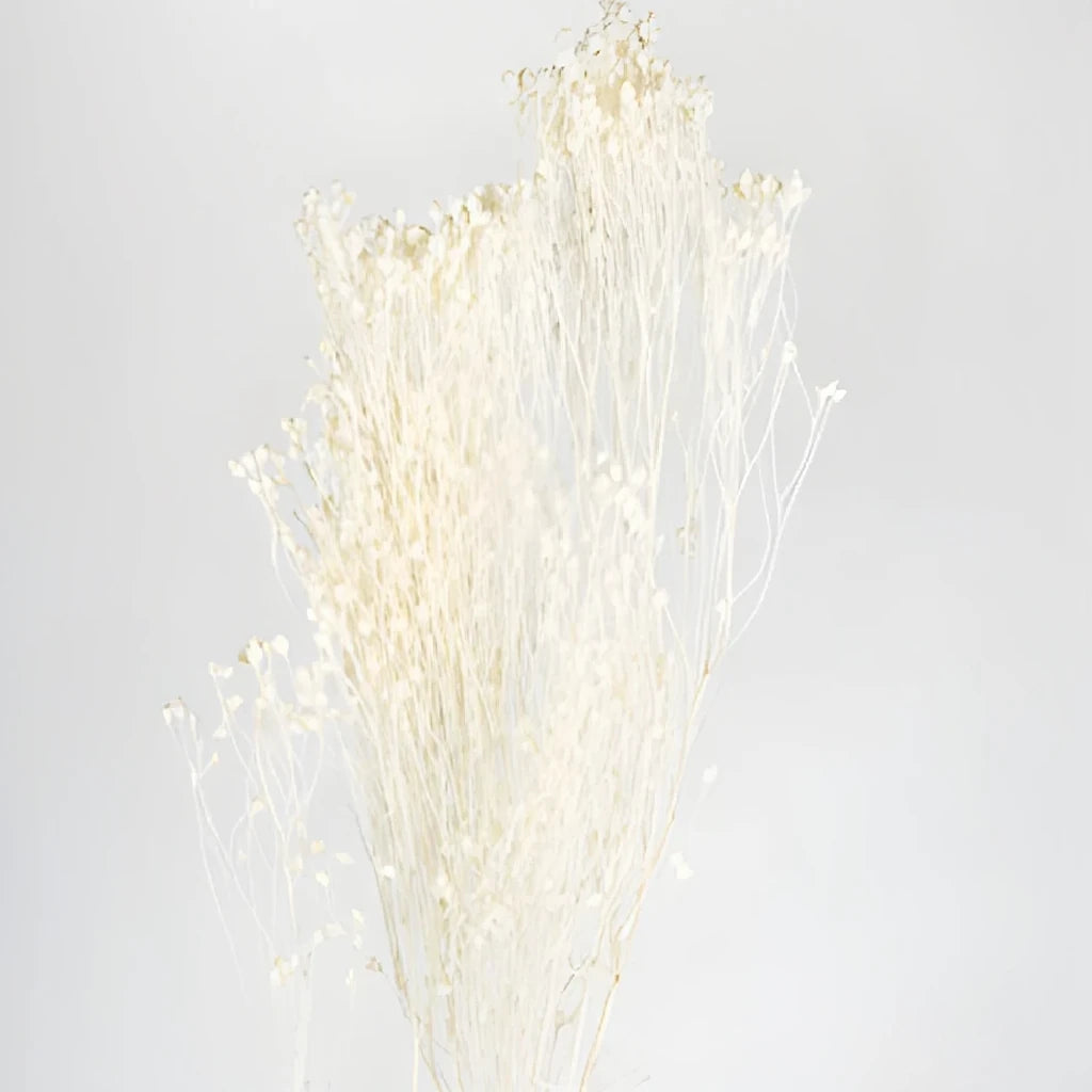 Broom Bloom Dried - Natural - alternative 1