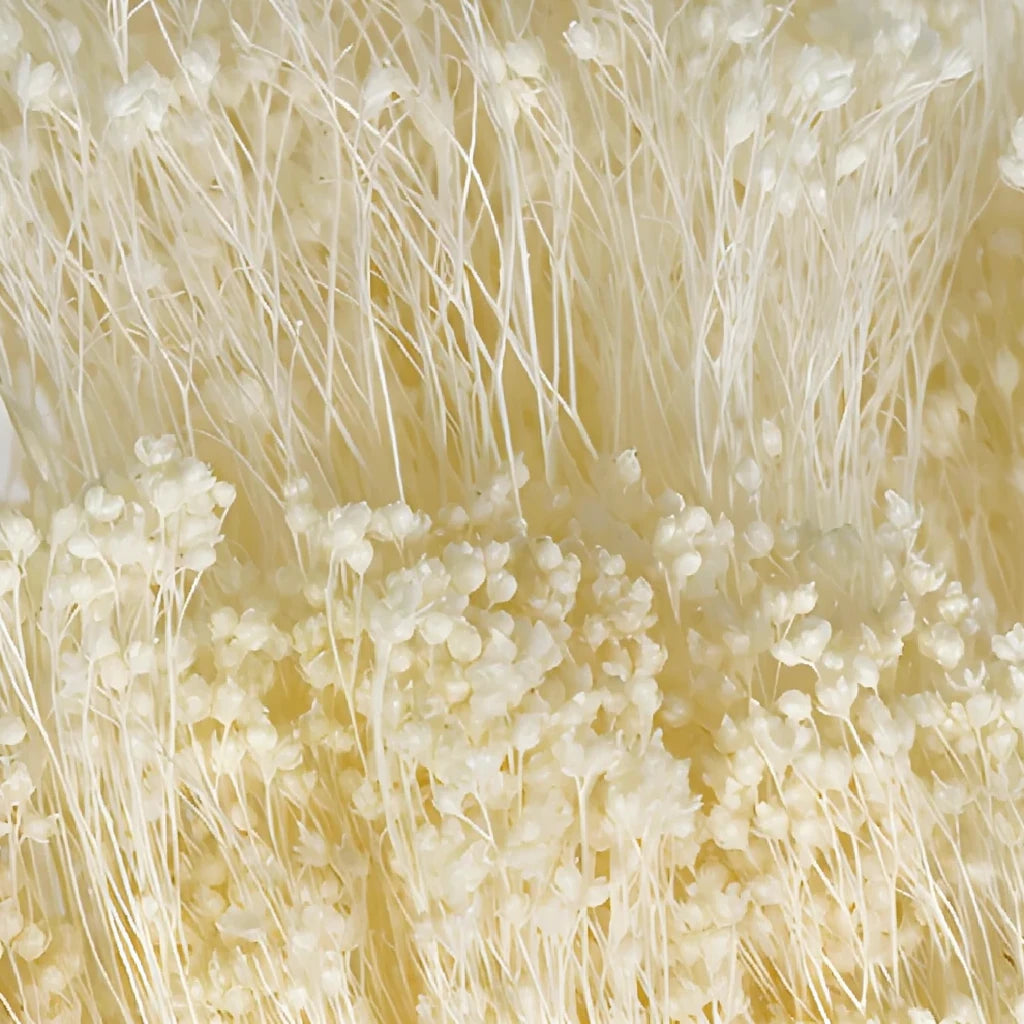 Broom Bloom Dried - Natural - alternative 2