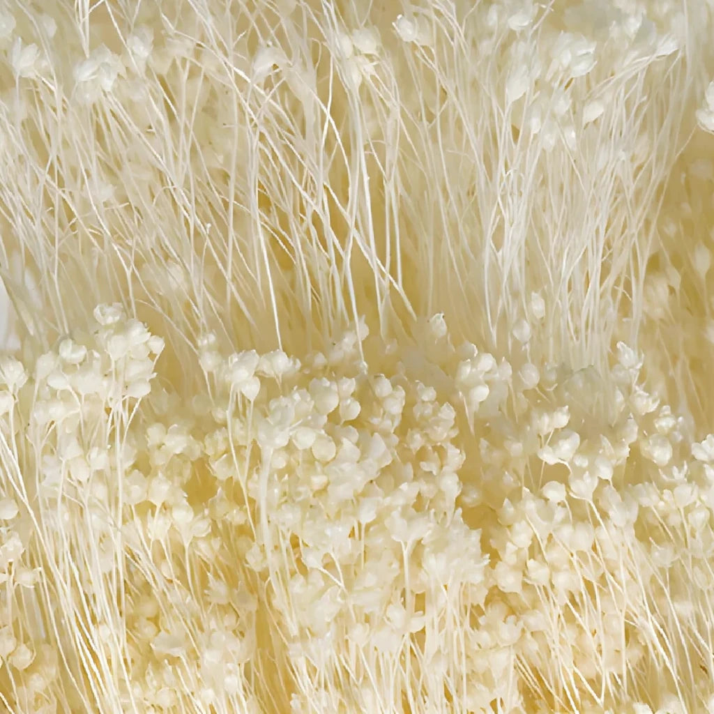Broom Bloom Dried - White - main