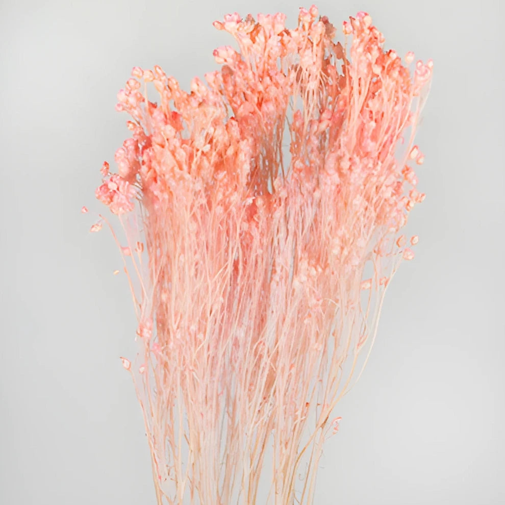 Light Pink Broom Bloom Dried - Light Pink - alternative 3
