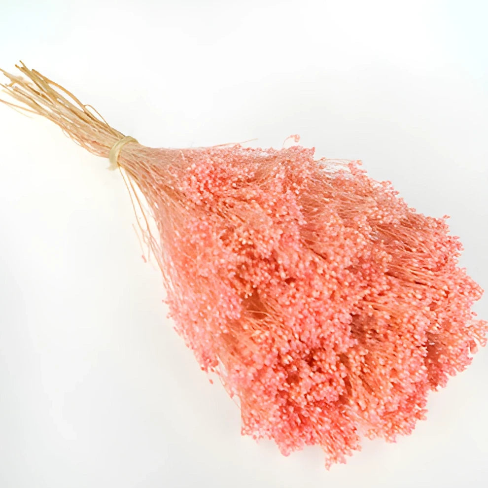 Light Pink Broom Bloom Dried - Light Pink - alternative 1