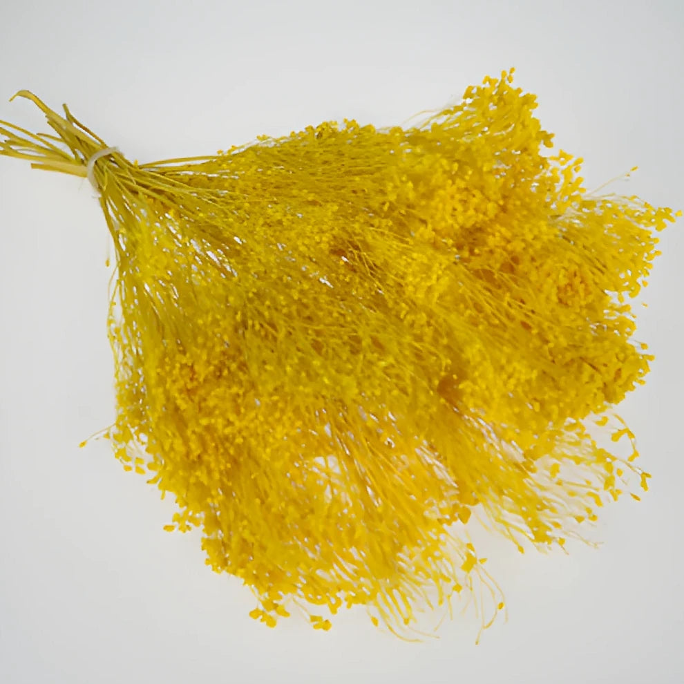 Yellow Broom Bloom Dried - Yellow - alternative 2