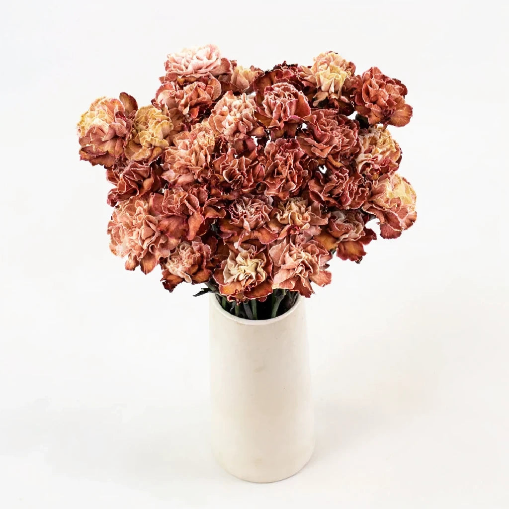 Tinted Brownie Carnations - main