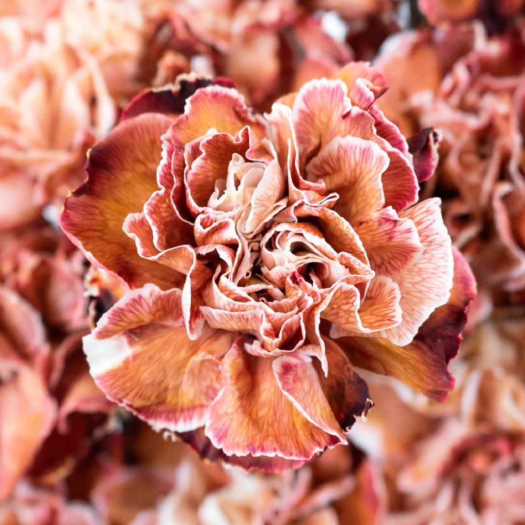 Tinted Brownie Carnations - alternative 1