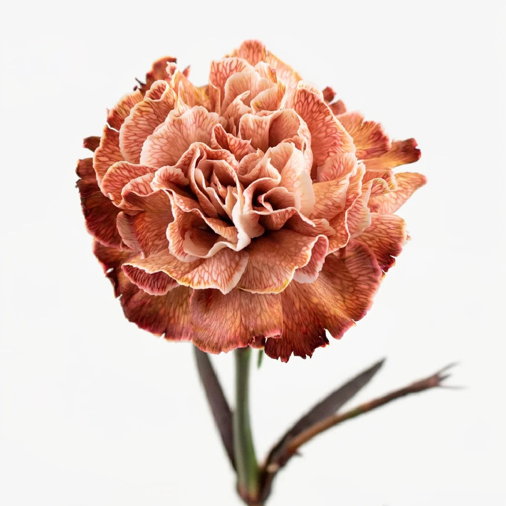 Tinted Brownie Carnations - alternative 2