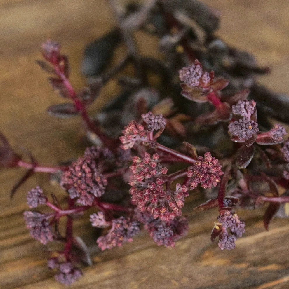 Chocolate Sedum - main