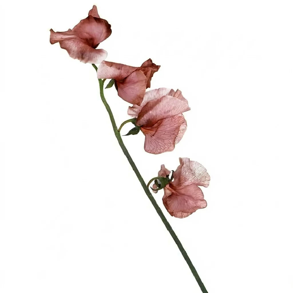 Tinted Brownie Sweet Peas - alternative 1