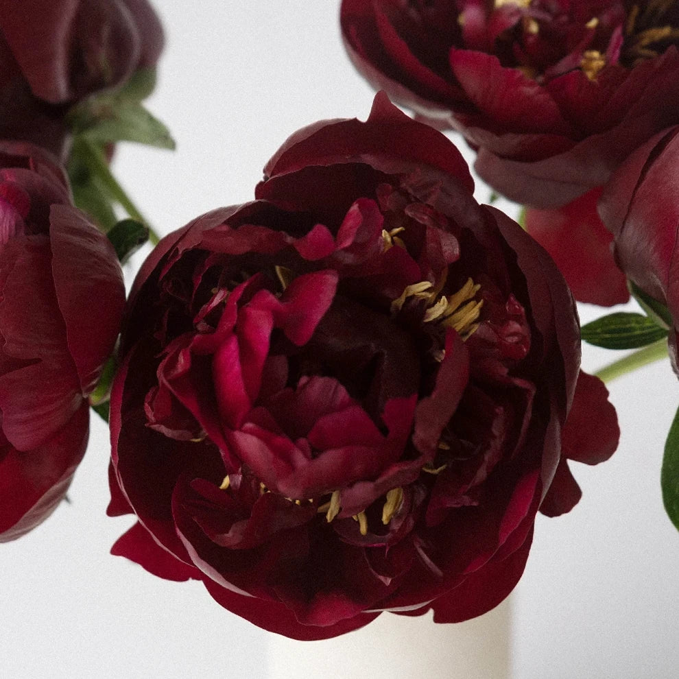 Buckeye Belle Peonies - alternative 1