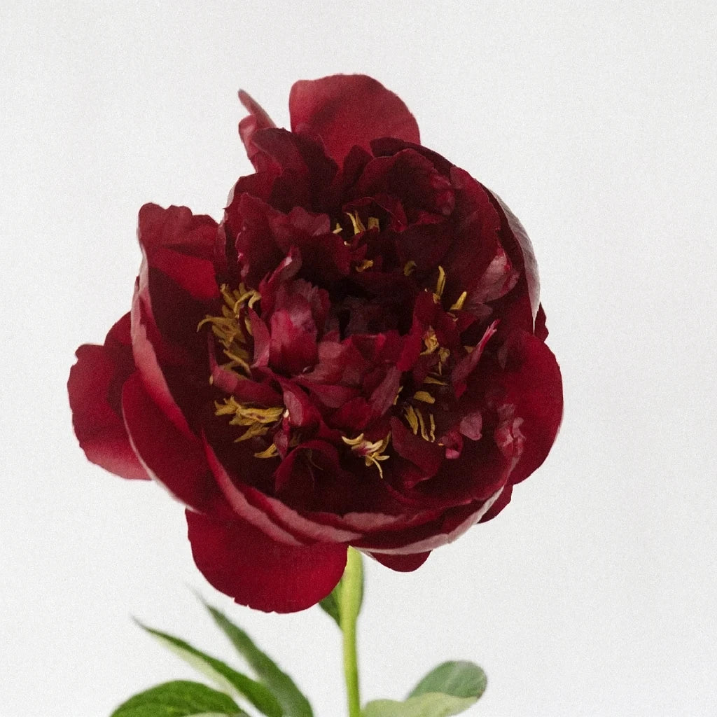 Buckeye Belle Peonies - main