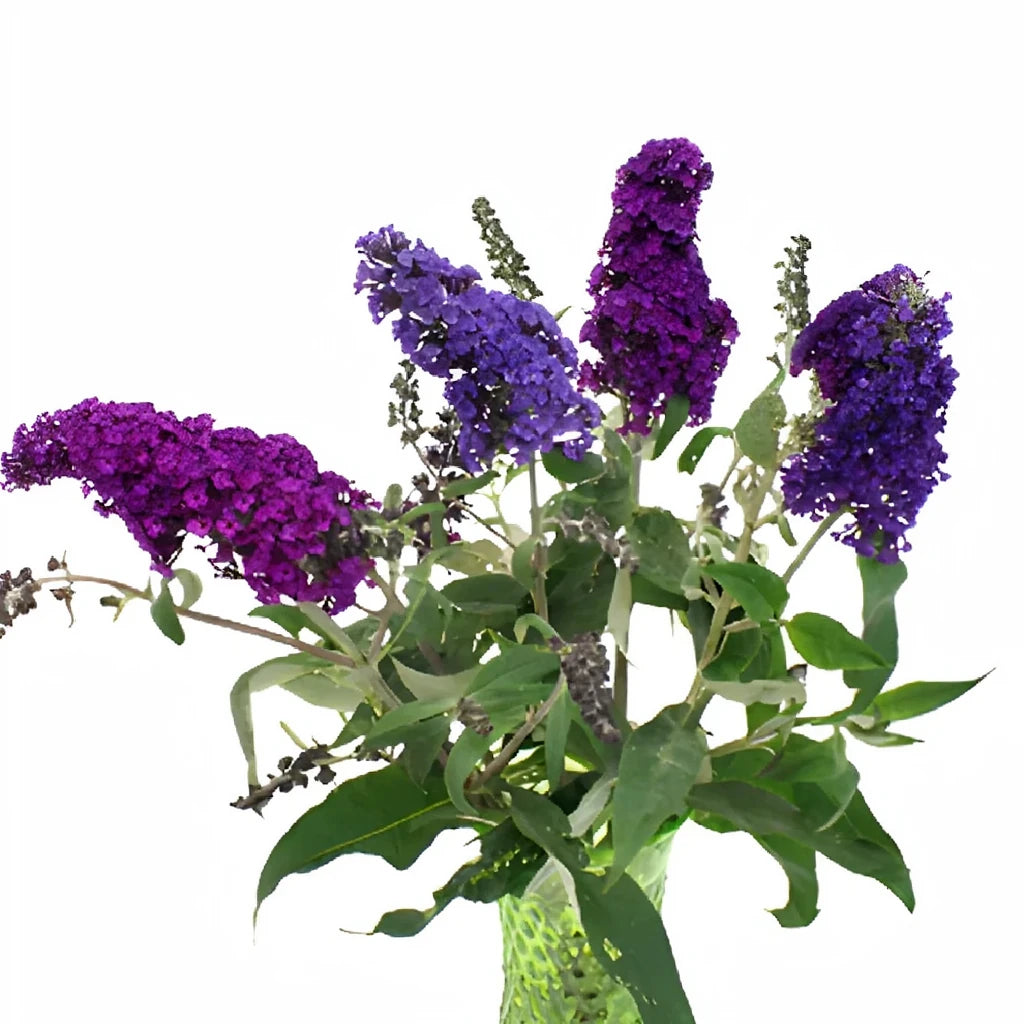 Purple Buddleia - main