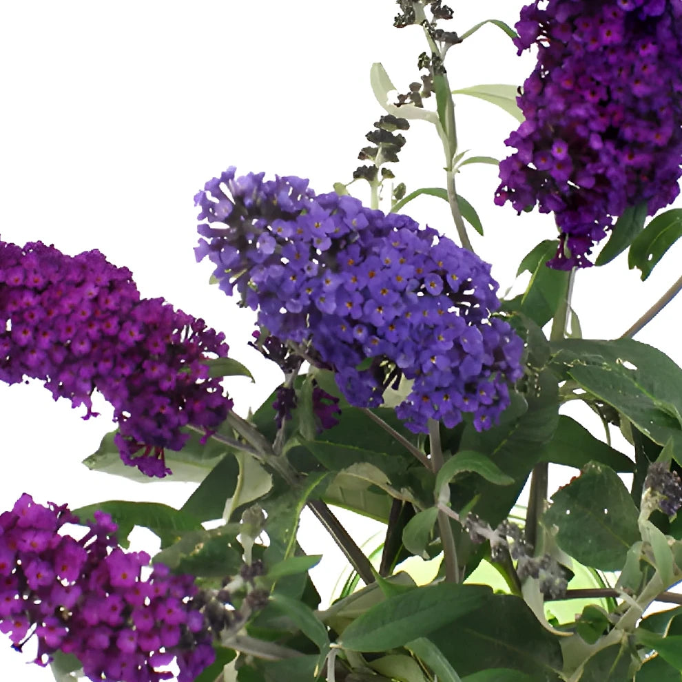 Purple Buddleia - alternative 4