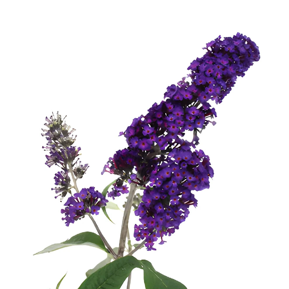 Purple Buddleia - alternative 1