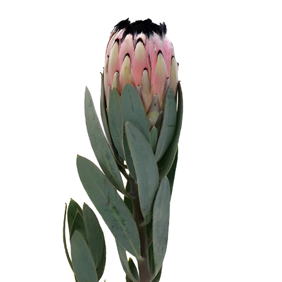 Protea Pink Mink Tropicals - alternative 3