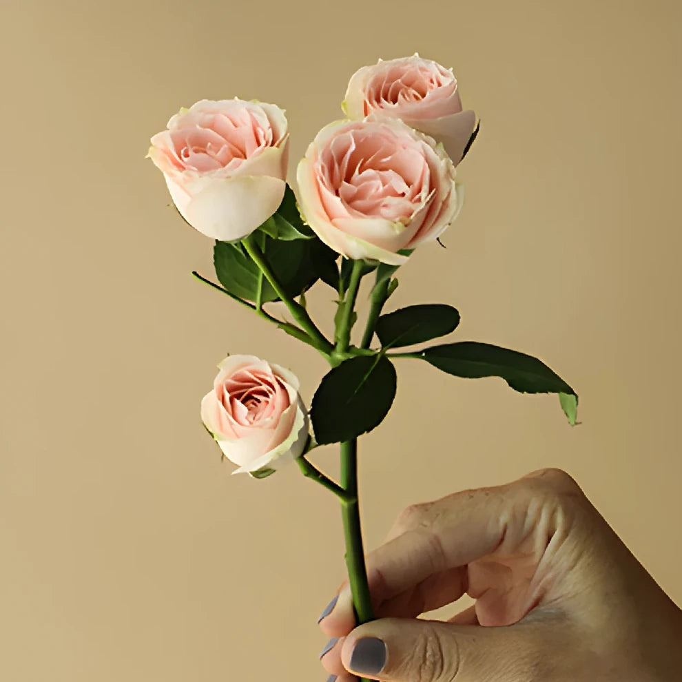 Blush Majolika Roses Spray - alternative 2