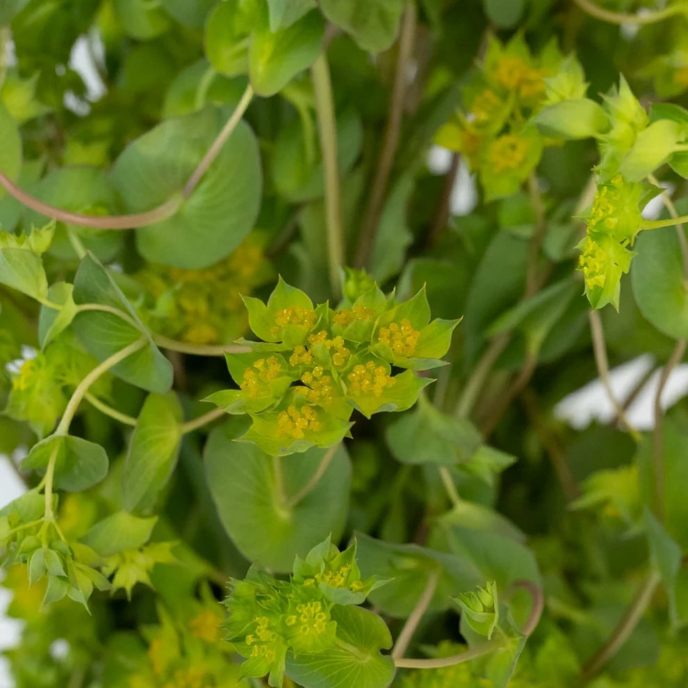 Bupleurum Greenery - alternative 2