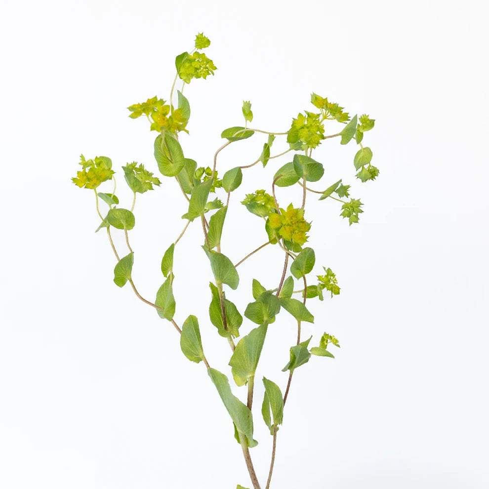 Bupleurum Greenery - main