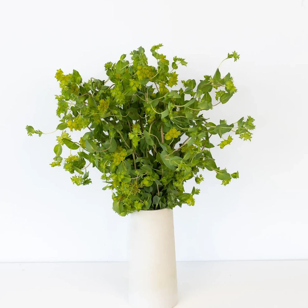 Bupleurum Greenery - alternative 1