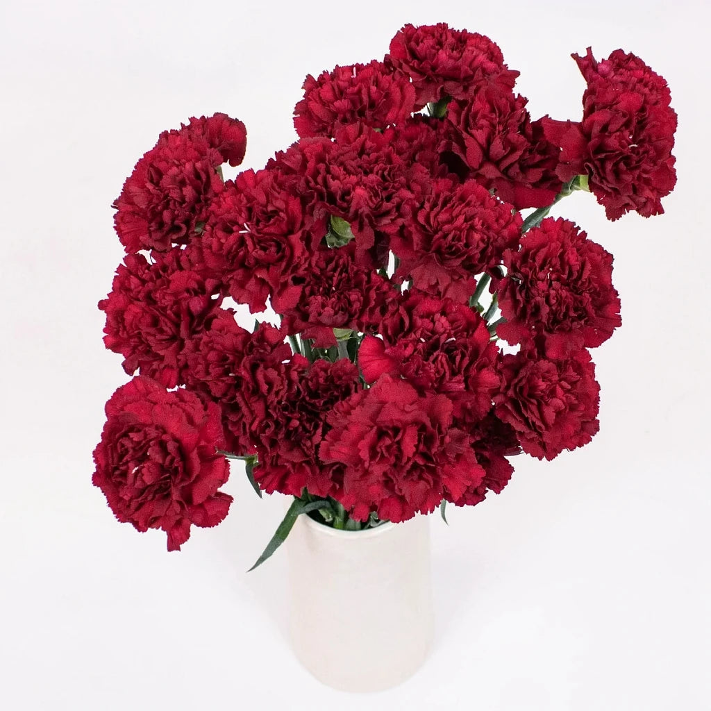 Zurigo Carnations - alternative 2