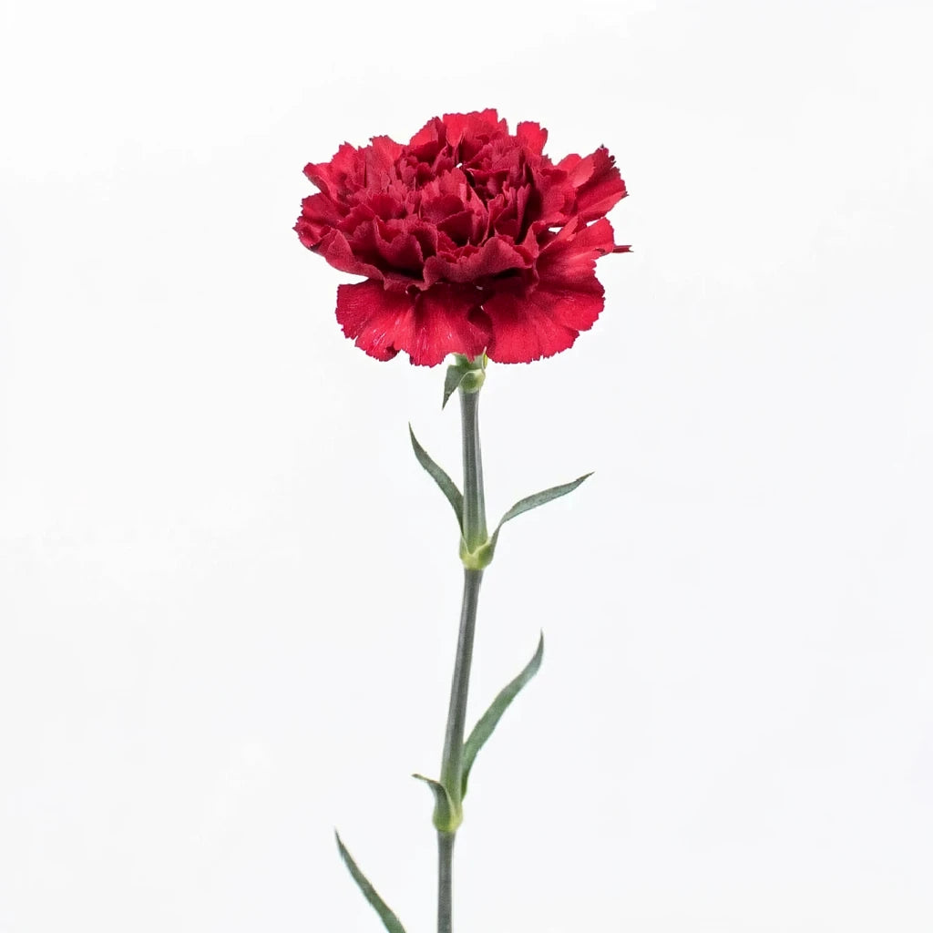 Crisson Tempo Carnations - alternative 1