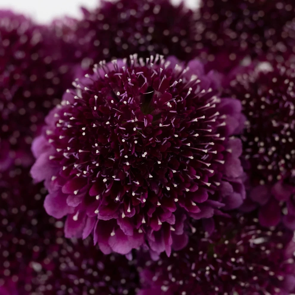 Burgundy Scabiosa - alternative 1