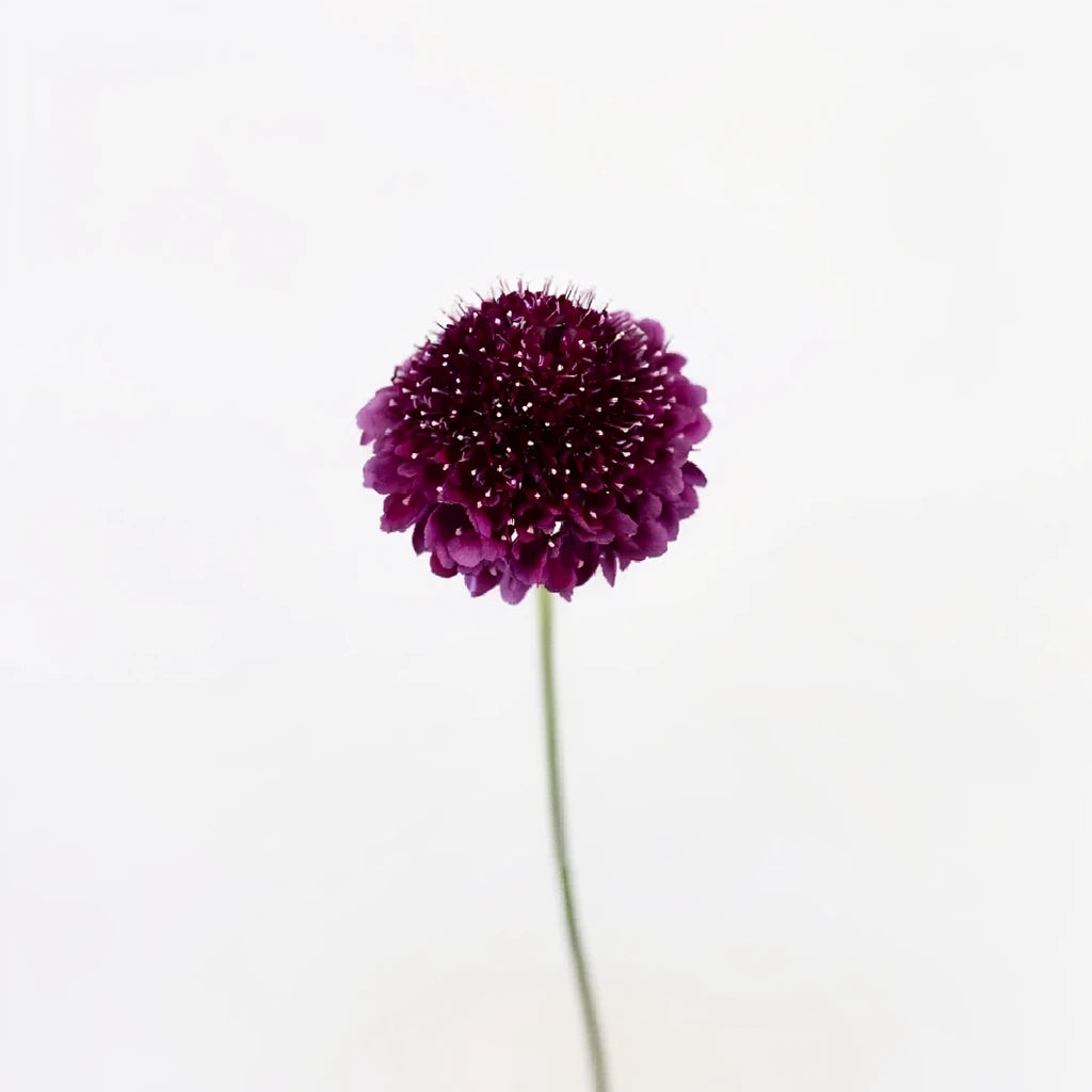 Burgundy Scabiosa - alternative 2