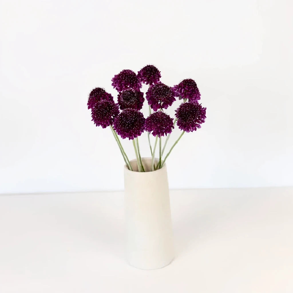Burgundy Scabiosa - main