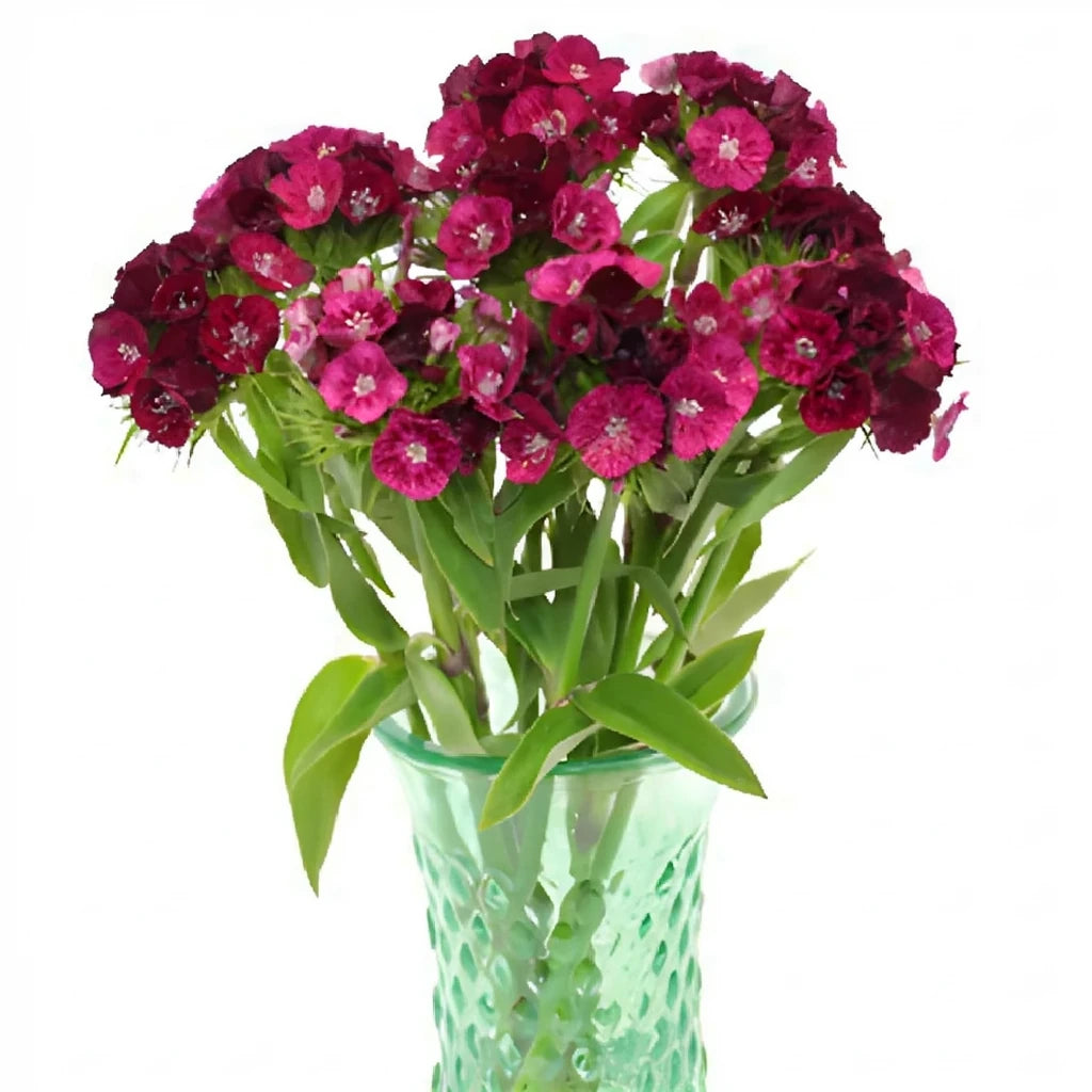 Gypsy Dianthus - Burgundy - alternative 1