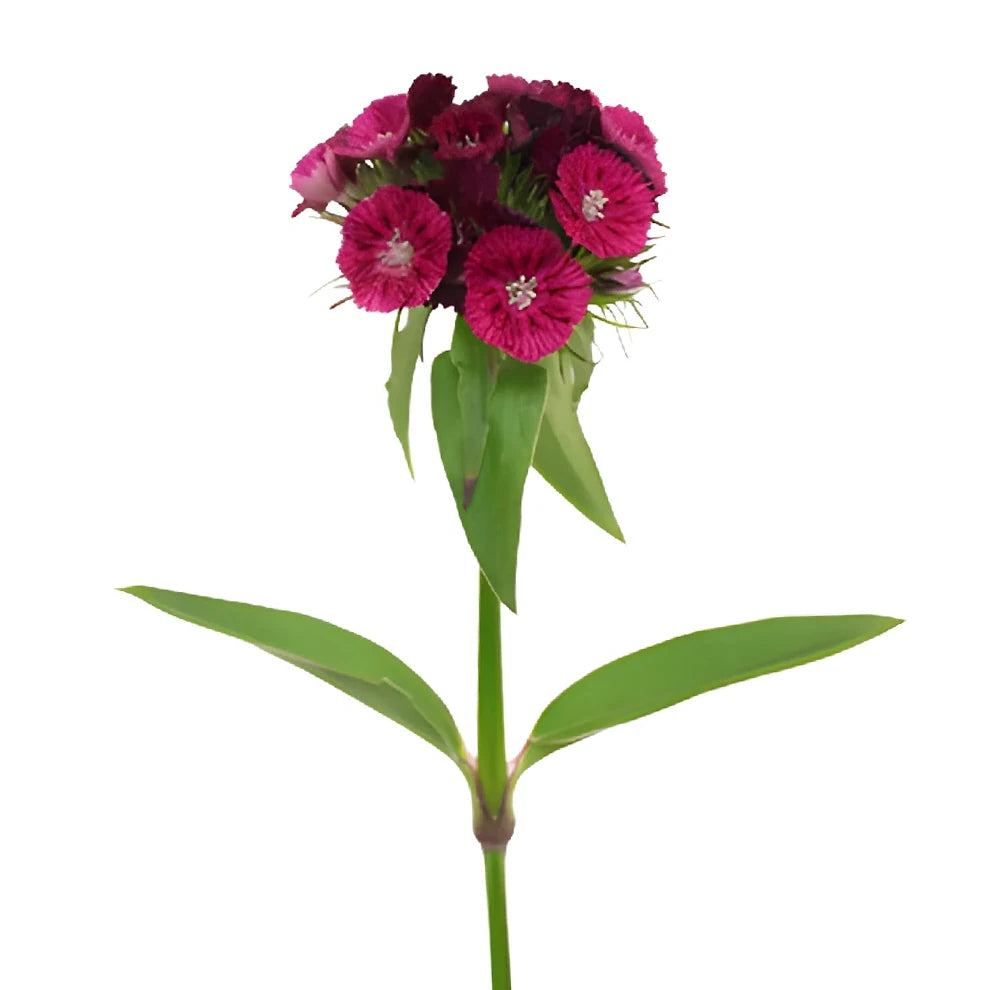 Sweet W. Burgundy Dianthus - alternative 2