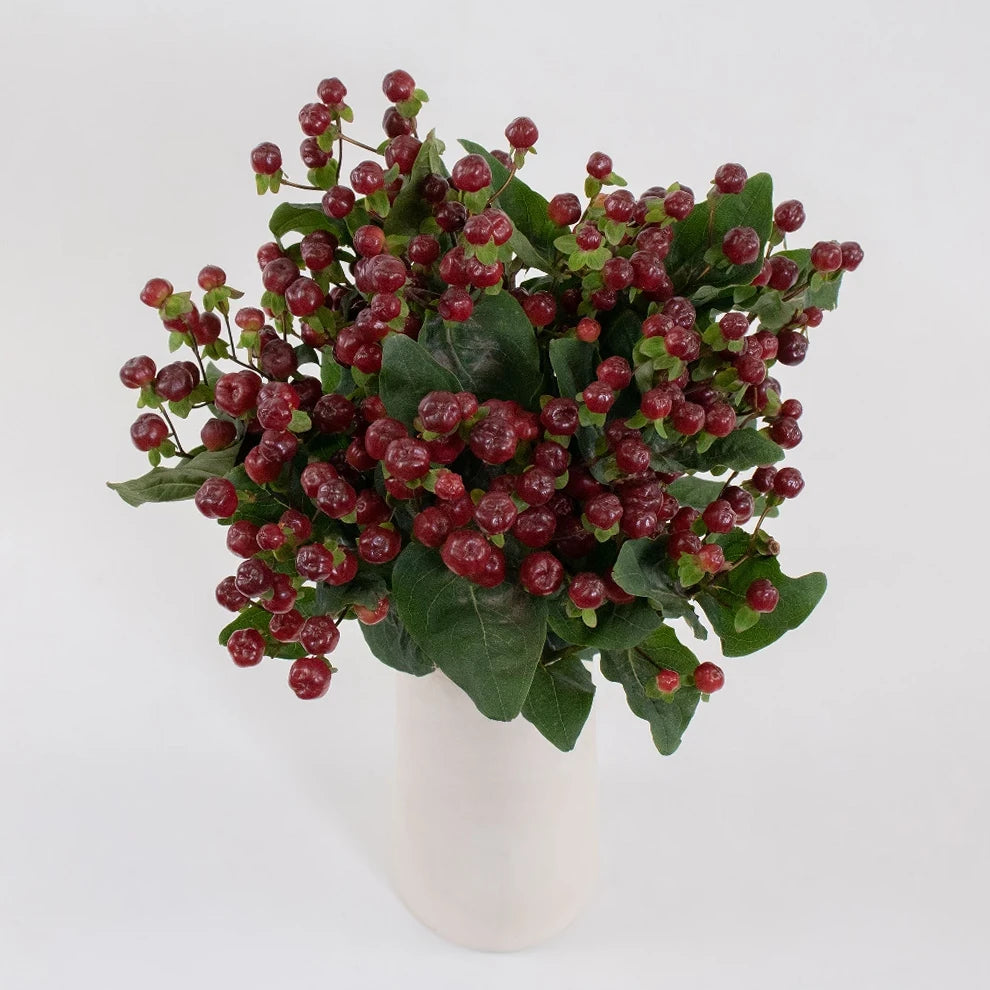 Hypericum Burgundy Berries - alternative 2