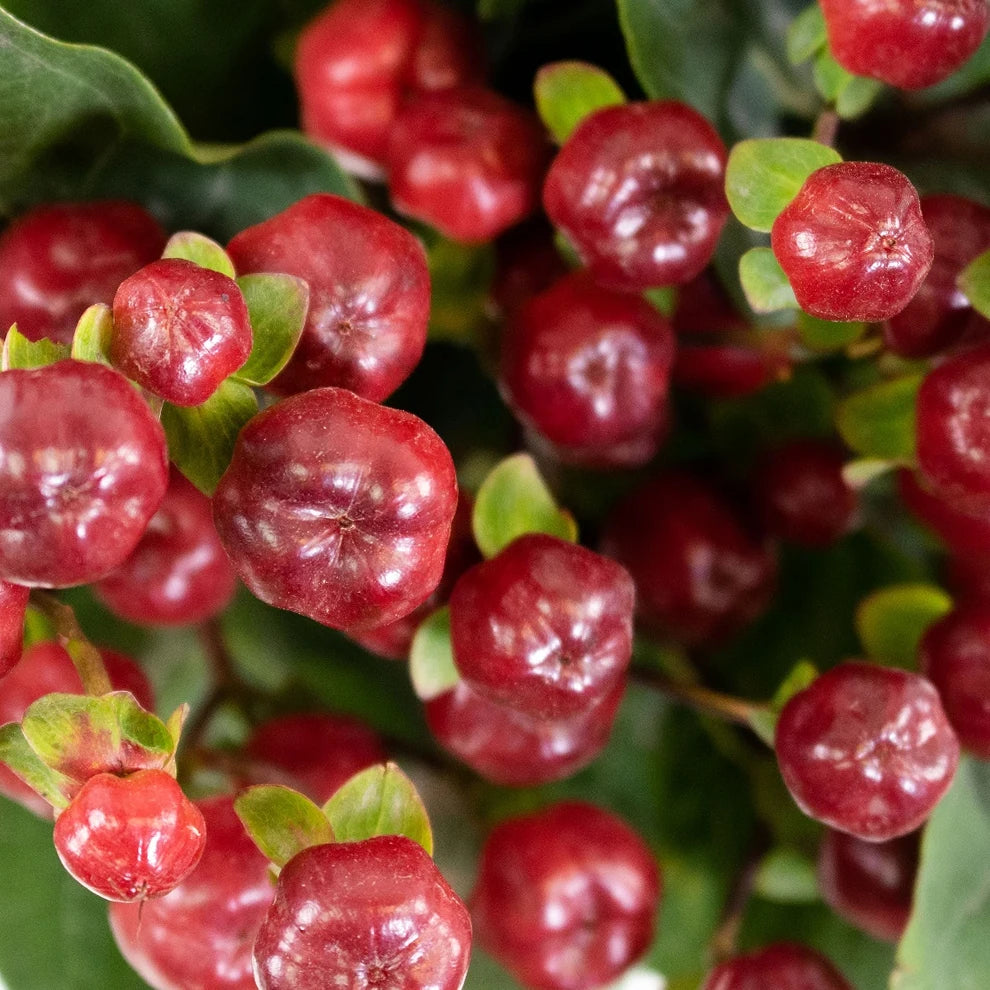Hypericum Burgundy Berries - alternative 1