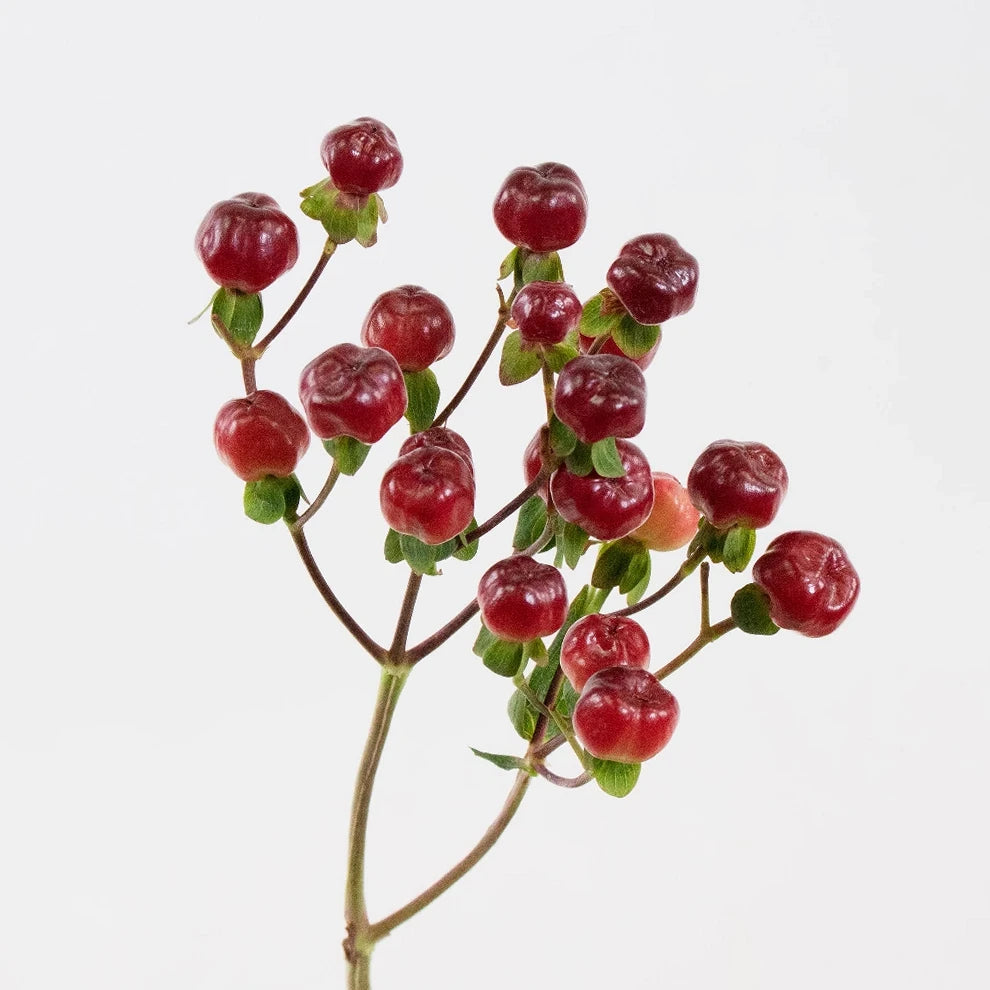Hypericum Burgundy Berries - main