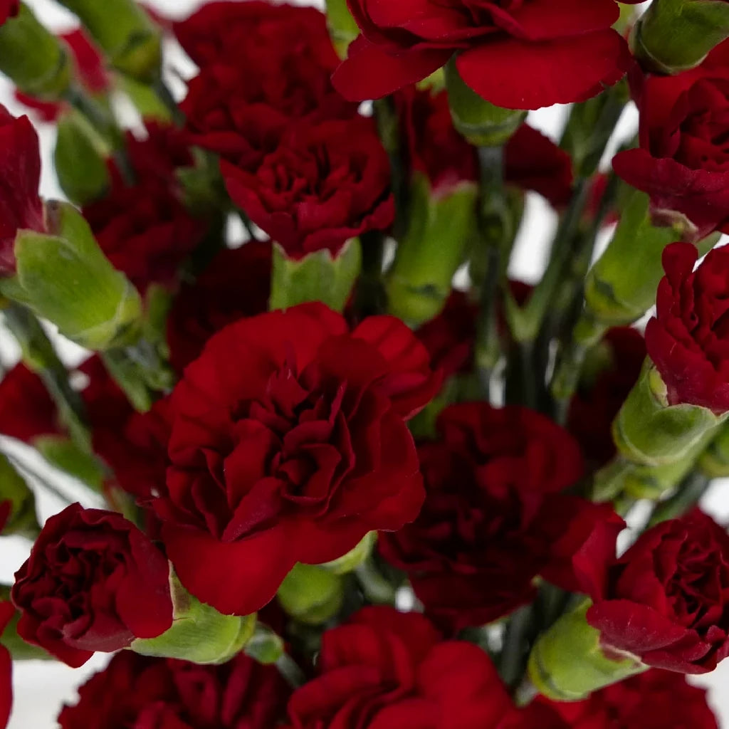 Burgundy Carnations Mini - alternative 2