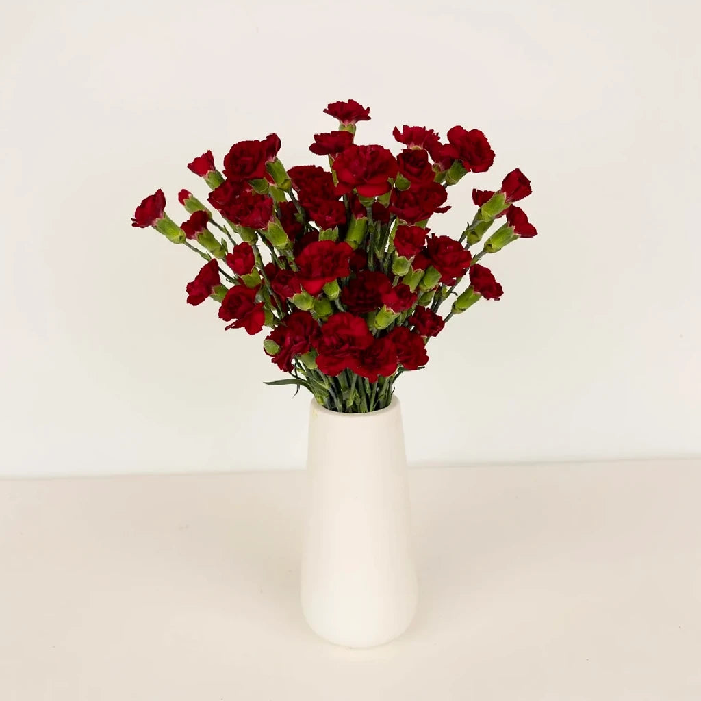 Chelo Carnations - main