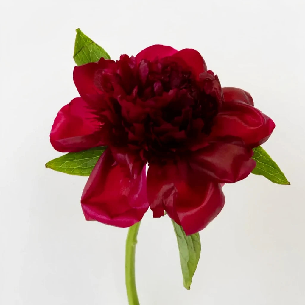 Red Charm Peonies - alternative 3