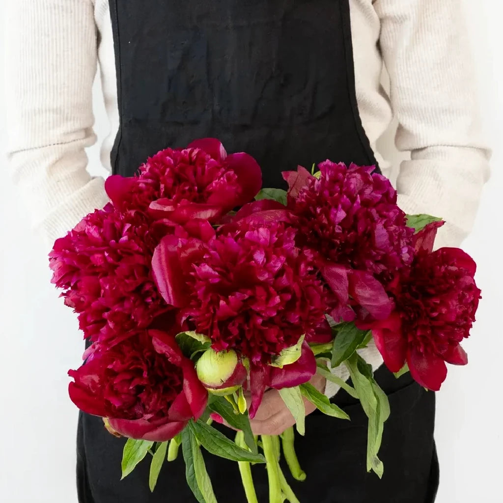 Red Charm Peonies - main