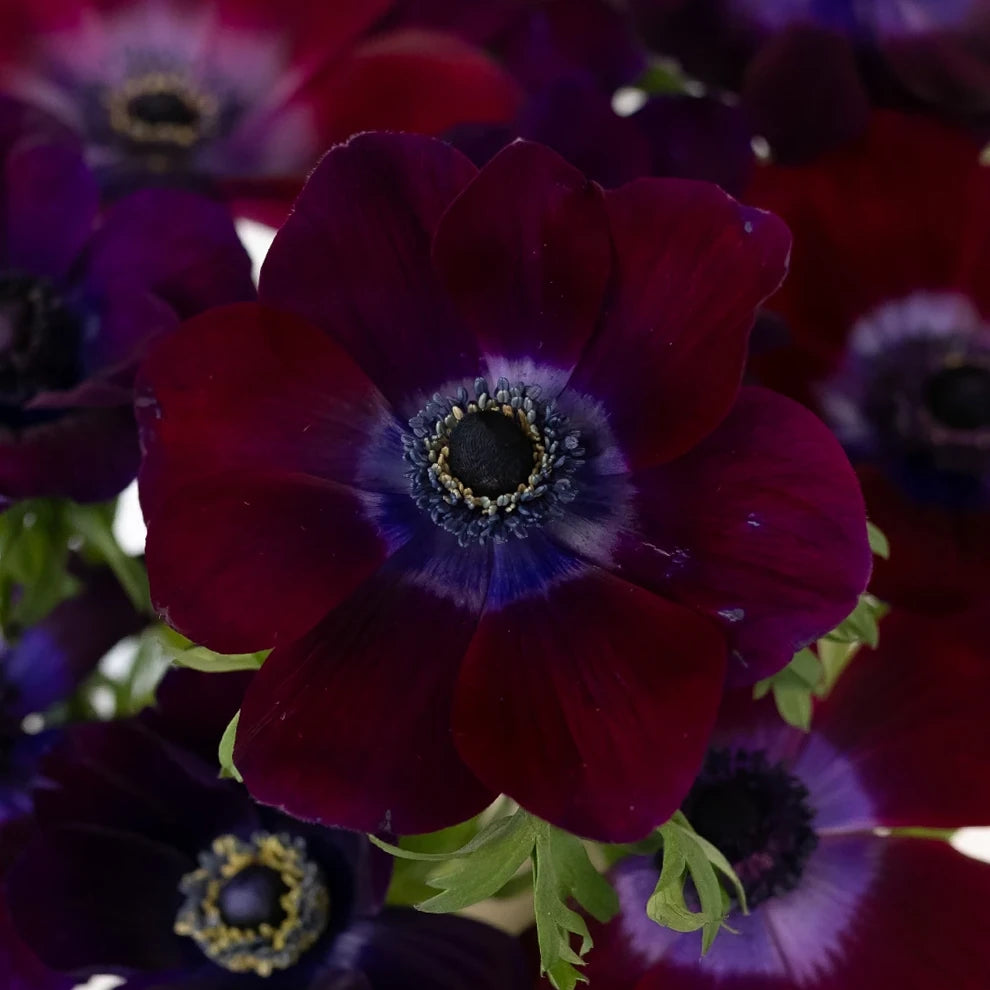 Burgundy Anemones - alternative 1