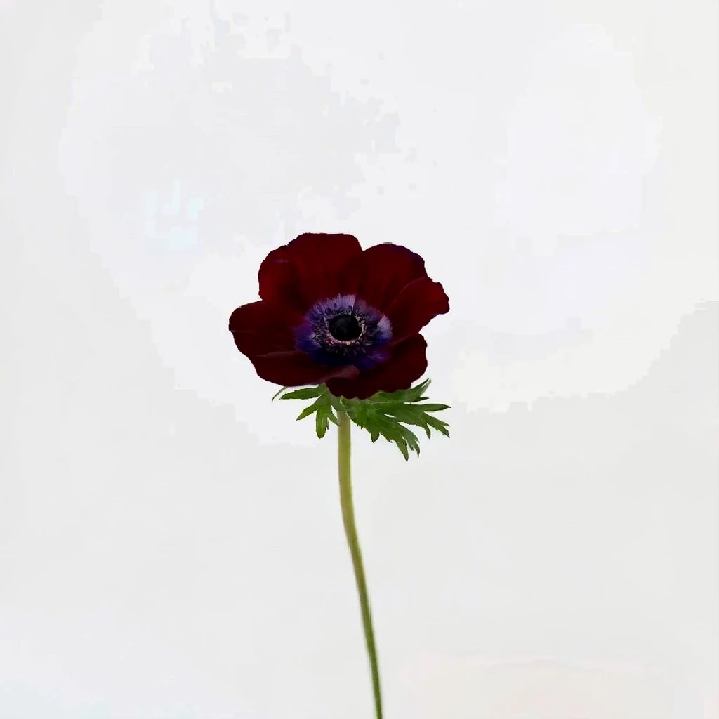Burgundy Anemones - alternative 2