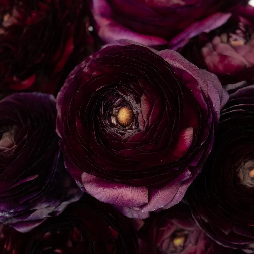 Burgundy Ranunculus - alternative 1