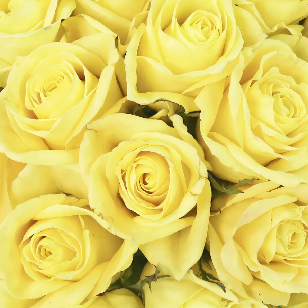 Butter Scotch Roses Standard - main
