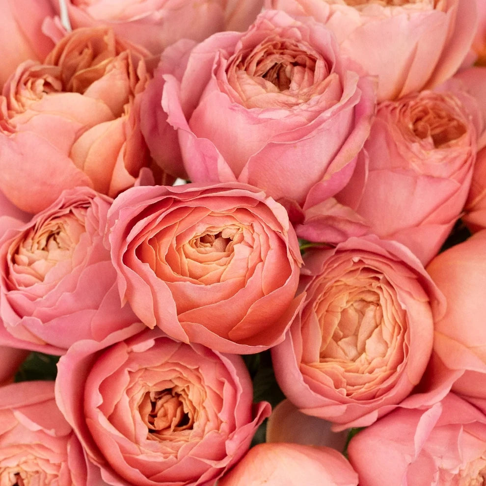 Romantic Antike Roses Garden - alternative 1